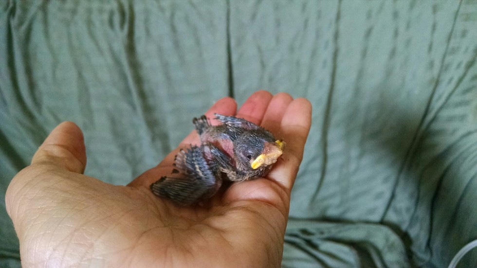 Baby sparrow in hand