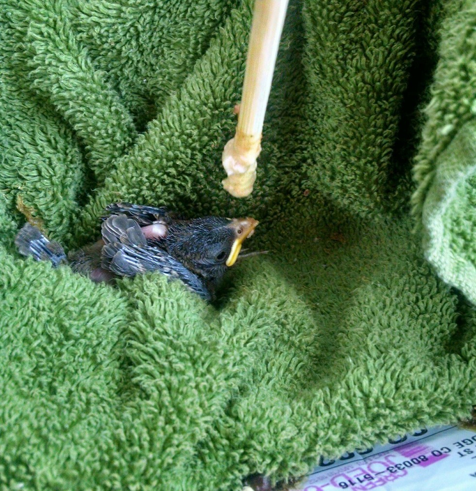 Baby sparrow being fed with a chopstick