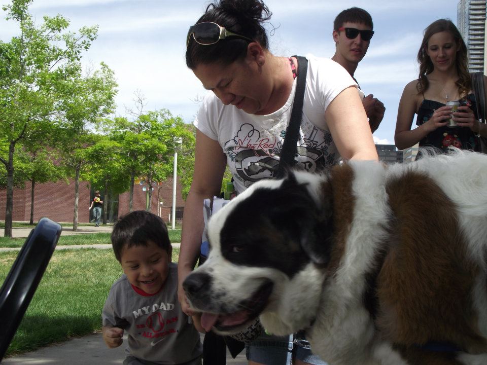 Little boy thrilled about meeting Harper, the St. Bernard therapy dog
