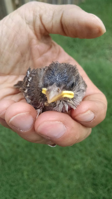 Baby sparrow growing well