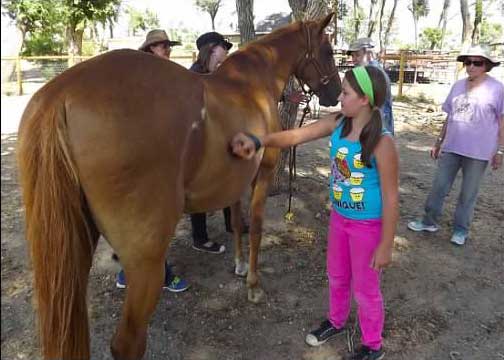 Roja the horse