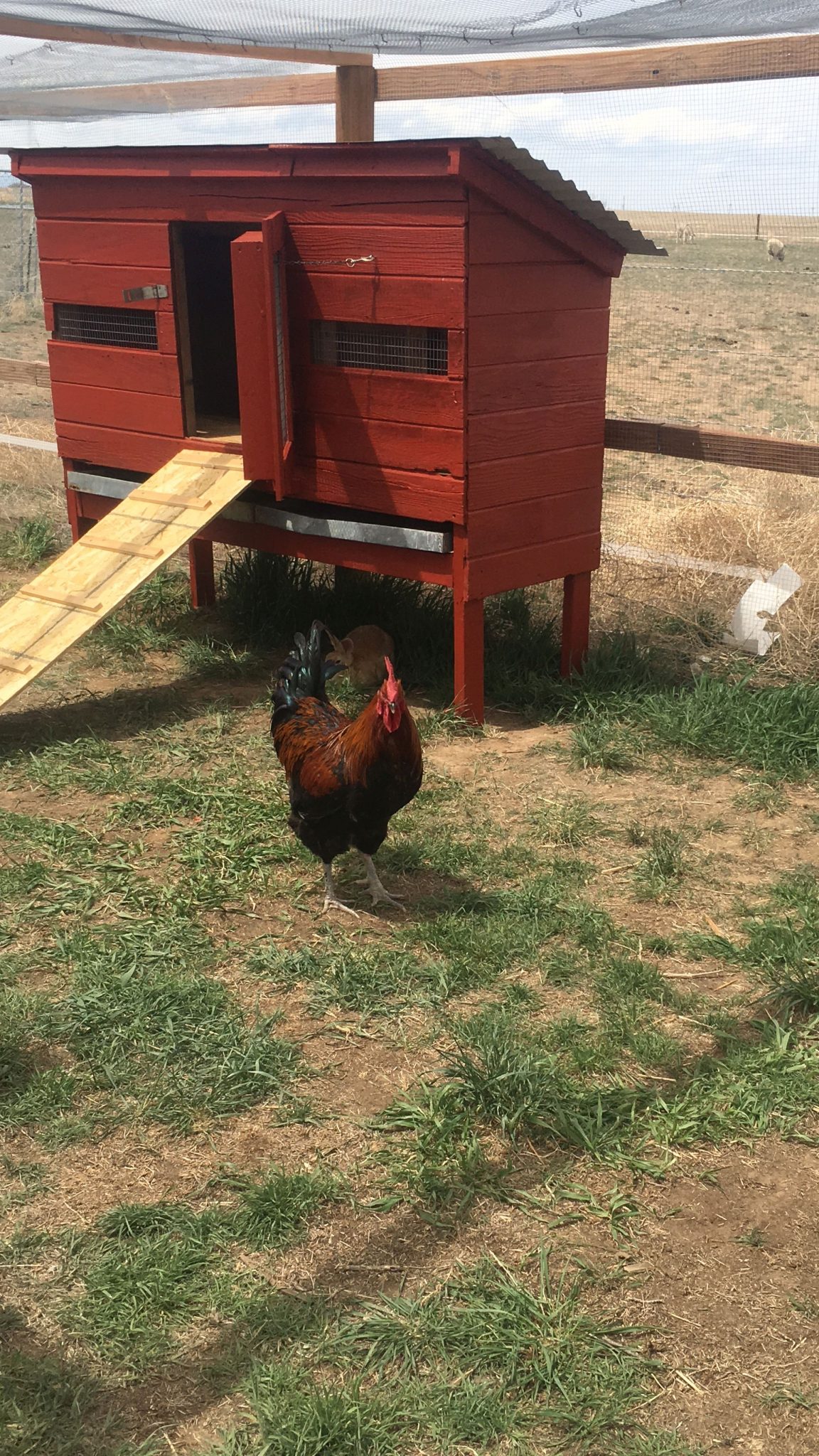 Chicken at the new coop enclosure
