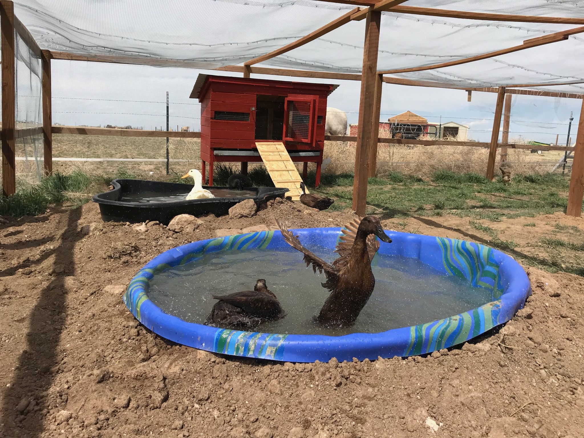 Ducks play in the wading pool of their new enclosure