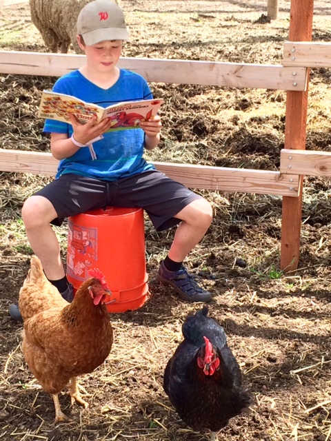 boy reading to chickens