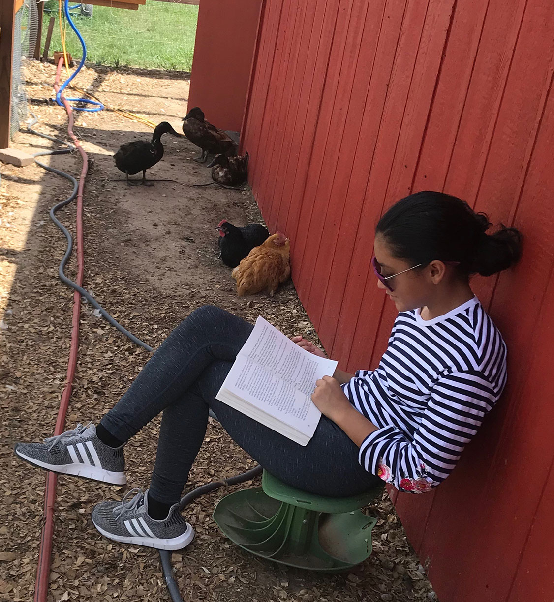 girl reading to chickens