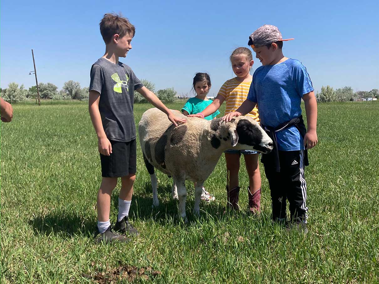 Summer camp kids petting Poppy the sheep